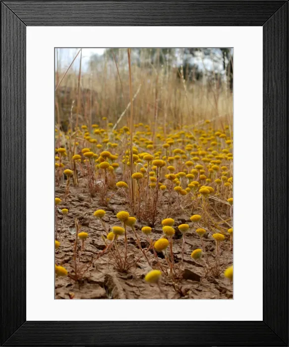 Framed Print : yellow flowers in the middle of the Australia bush still managed to grow even Framed Print : yellow flowers in the middle of the Australia bush still managed to grow even