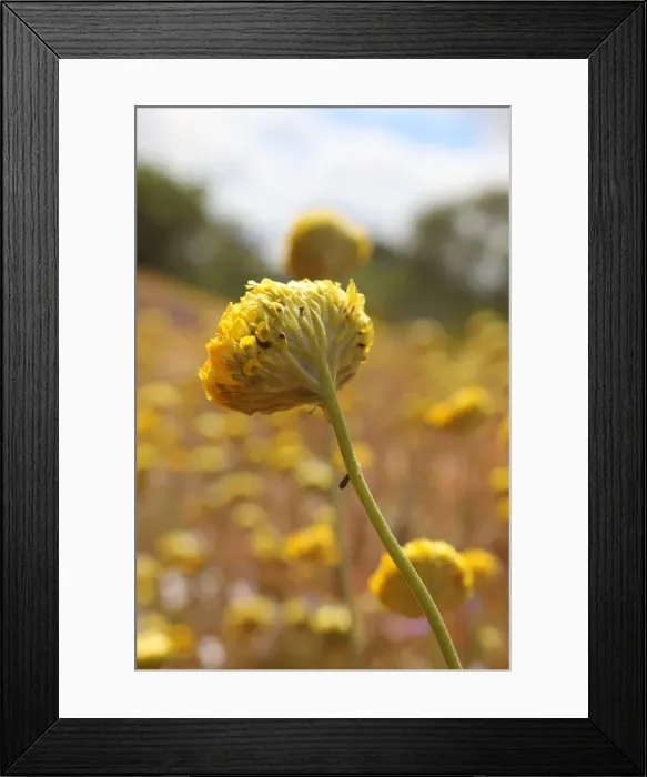 Framed Print : Yellow Wildflowers in the middle of nowhere near Mt Augustus in Western Framed Print : Yellow Wildflowers in the middle of nowhere near Mt Augustus in Western