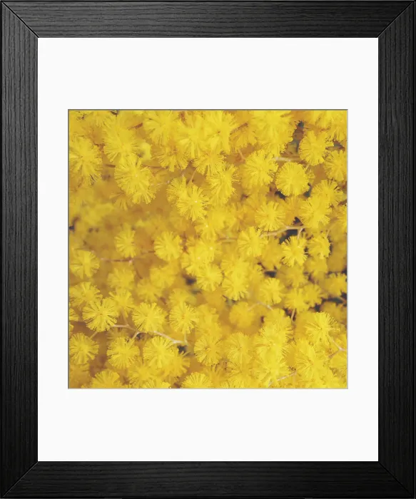 Framed Print : Golden Wattle flowers Framed Print : Golden Wattle flowers