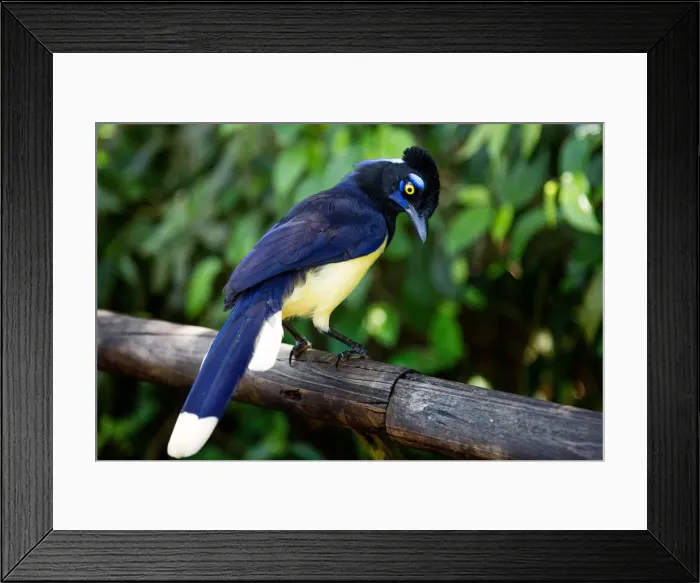 Framed Print : The Plush-Crested Jay at Iguazu Falls, Brazil, South America