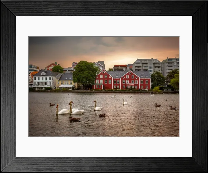 Framed Print : Swans, Ducks and Seagulls in the Breiavatnet Lake with Stavanger City Skyline in the Background, Rogaland County, Norway