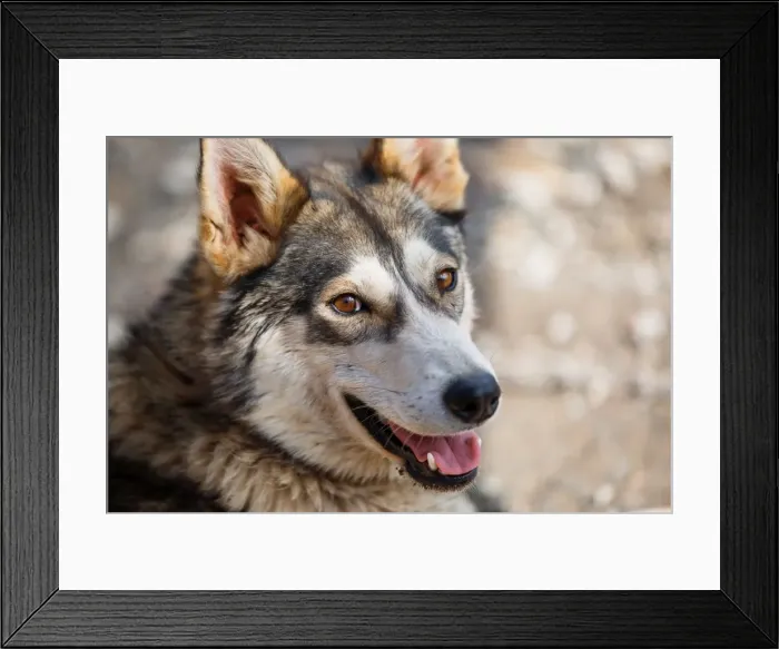 Framed Print : Portrait of an Alaskan Husky (Sled Dog) in Yukon, Canada, North America Framed Print : Portrait of an Alaskan Husky (Sled Dog) in Yukon, Canada, North America