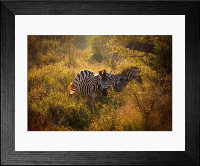 Framed Print : Burchells Zebras in the Morning Light, Kruger National Park, South Africa