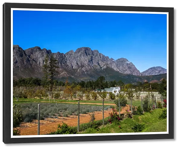 View of Mountains, Farm and Vineyard in Franschoek, Western Cape, South Africa