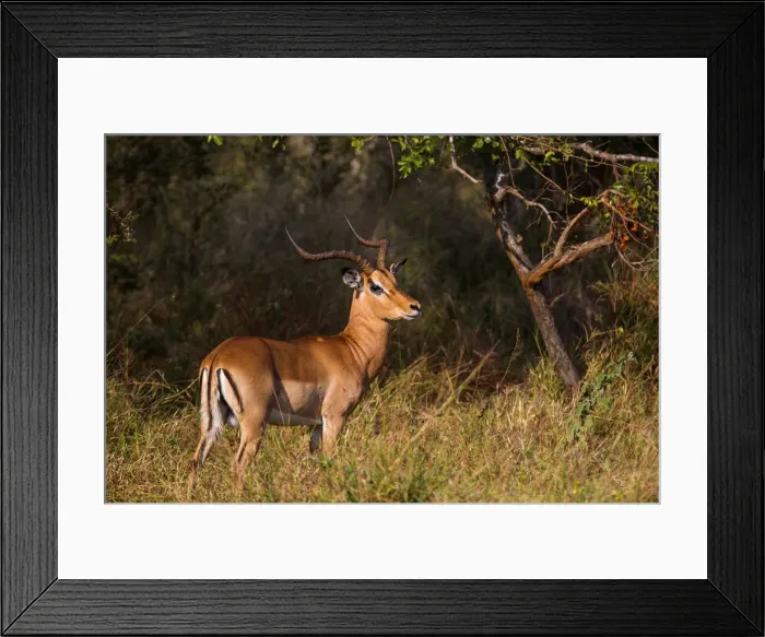 Framed Print : A Male Impala with Lyre-Shaped Horns, White Tail and Several Black Markings, Kruger National Park, South Africa Framed Print : A Male Impala with Lyre-Shaped Horns, White Tail and Several Black Markings, Kruger National Park, South Africa