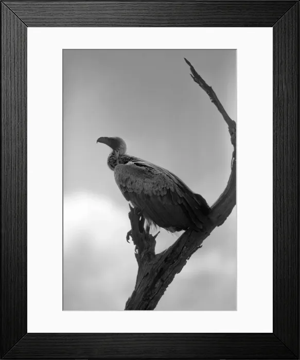Framed Print : A White-backed Vulture Resting on a Branch at Kruger National Park, South Africa Framed Print : A White-backed Vulture Resting on a Branch at Kruger National Park, South Africa