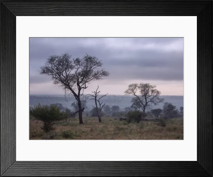 Framed Print : View of South African Trees and Scrubs in the Misty Foggy Morning at Kruger National Park, South Africa