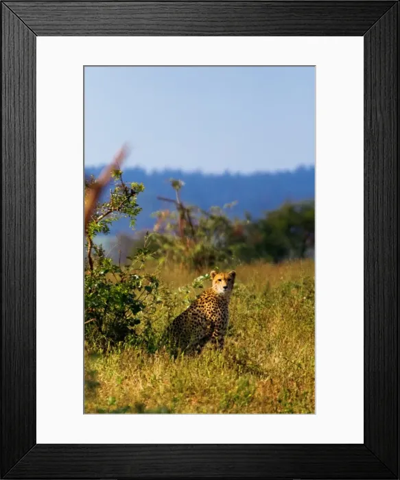Framed Print : A South African Cheetah Chilling Out in the Bush, Kruger National Park, South Africa n Framed Print : A South African Cheetah Chilling Out in the Bush, Kruger National Park, South Africa n