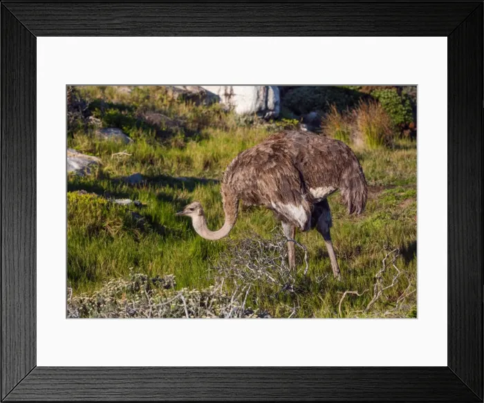 Framed Print : Wild Female South African Ostrich at Cape of Good Hope, Cape Peninsula, South Africa Framed Print : Wild Female South African Ostrich at Cape of Good Hope, Cape Peninsula, South Africa