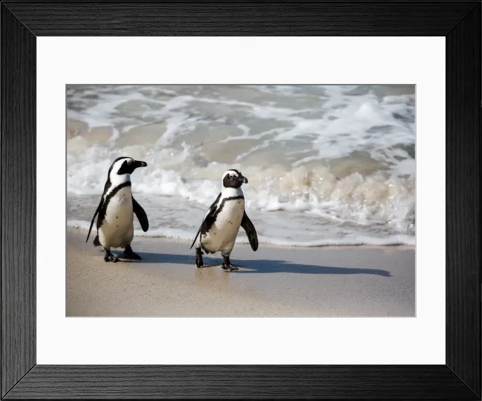 Framed Print : A Pair of African Penguins Walking on the Shore at Boulders Beach near Simons Town, South Africa