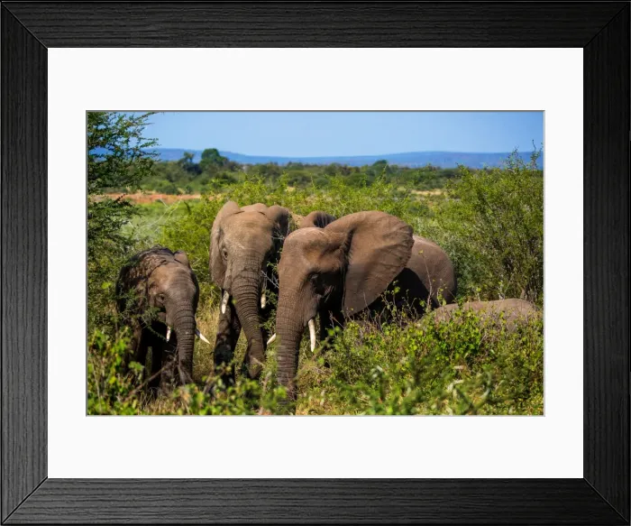 Framed Print : A Family of Kruger Elephants And Their Calf, Kruger National Park, South Africa Framed Print : A Family of Kruger Elephants And Their Calf, Kruger National Park, South Africa