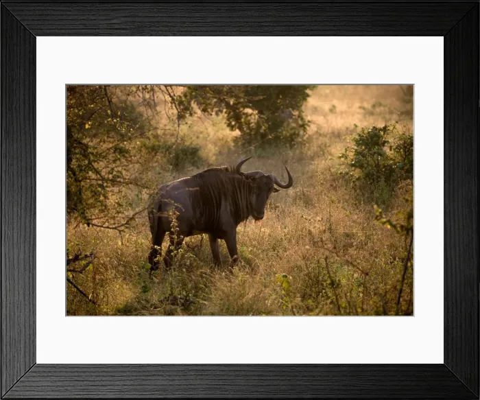 Framed Print : A Blue Wildebeest in the Morning Light, Kruger National Park, South Africa Framed Print : A Blue Wildebeest in the Morning Light, Kruger National Park, South Africa