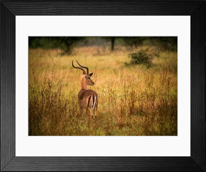 Framed Print : View of a Male Impala with Lyre-Shaped Horns, White Tail and Several Black Markings, Kruger National Park, South Africa Framed Print : View of a Male Impala with Lyre-Shaped Horns, White Tail and Several Black Markings, Kruger National Park, South Africa