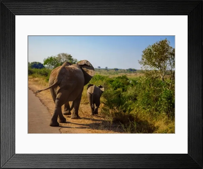 Framed Print : A Mother Elephant Walking Along With Her Calf, Kruger National Park, South Africa Framed Print : A Mother Elephant Walking Along With Her Calf, Kruger National Park, South Africa