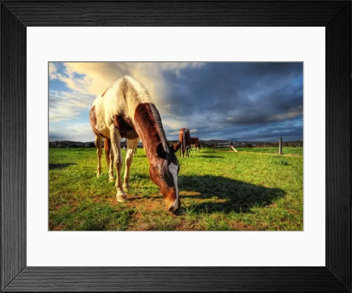 Framed Print : Horse Grazing Away in the Evening Sun