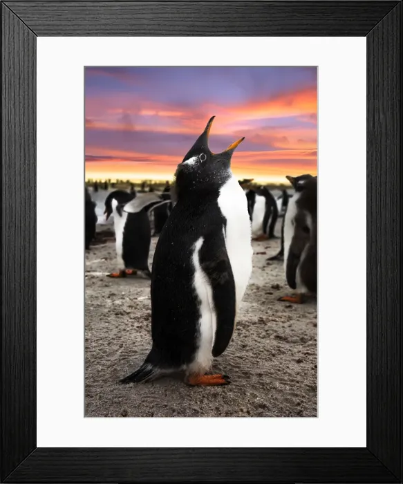 Framed Print : Gentoo Penguin Chick Calling, Falkland Islands (Islas Malvinas), British Overseas Territory Framed Print : Gentoo Penguin Chick Calling, Falkland Islands (Islas Malvinas), British Overseas Territory