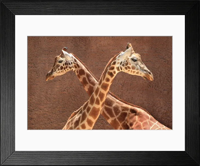 Framed Print : 2 Male Giraffes Engaging in Necking Framed Print : 2 Male Giraffes Engaging in Necking
