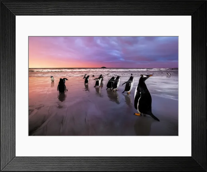 Framed Print : Gentoo Penguins, Falkland Islands (Islas Malvinas), British Overseas Territory Framed Print : Gentoo Penguins, Falkland Islands (Islas Malvinas), British Overseas Territory