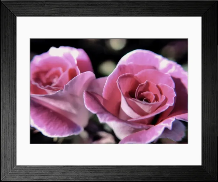 Framed Print : A Pair of Pink Roses Framed Print : A Pair of Pink Roses