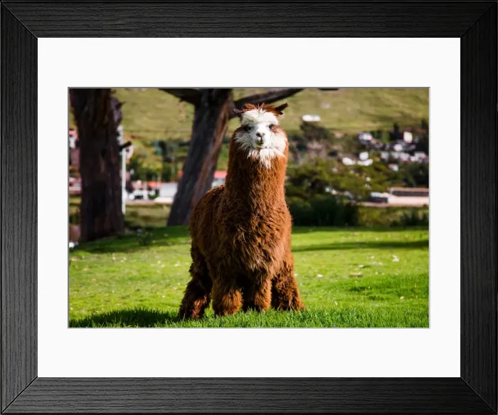 Framed Print : LLama at Libertador Lake Titicaca, Puno, Peru, South America Framed Print : LLama at Libertador Lake Titicaca, Puno, Peru, South America