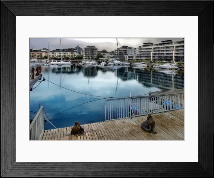 Framed Print : The Cape Fur Seals At Victoria & Alfred Waterfront, Cape Town, South Africa Framed Print : The Cape Fur Seals At Victoria & Alfred Waterfront, Cape Town, South Africa