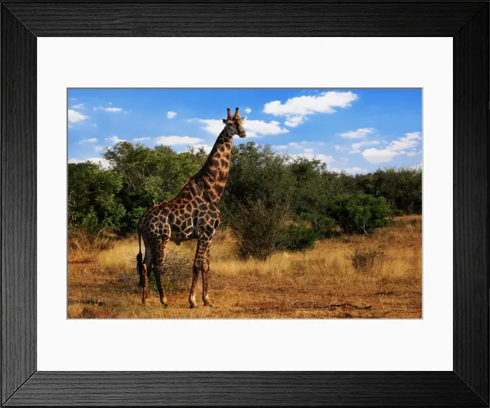 Framed Print : South African Giraffe, Kruger National Park, South Africa Framed Print : South African Giraffe, Kruger National Park, South Africa