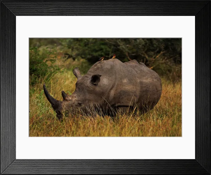 Framed Print : The White Rhino And A Pair Of Oxpeckers, Kruger National Park, South Africa Framed Print : The White Rhino And A Pair Of Oxpeckers, Kruger National Park, South Africa