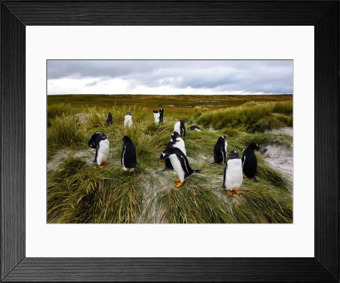 Framed Print : Gentoo Penguins, Falkland Islands (Islas Malvinas), British Overseas Territory