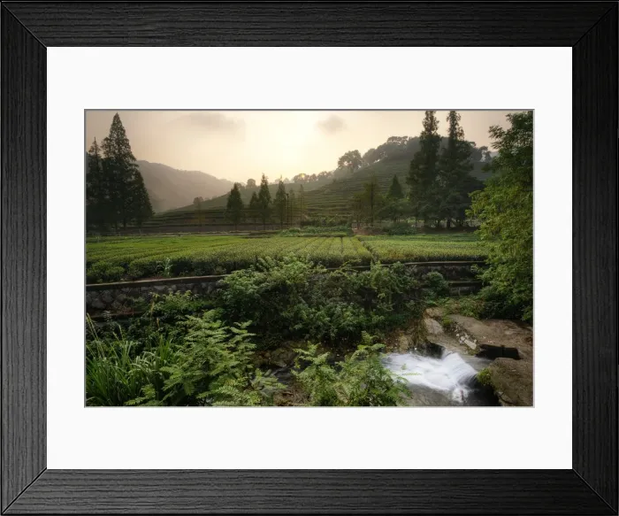 Framed Print : Tea Plantation in Hanzhou, China Framed Print : Tea Plantation in Hanzhou, China