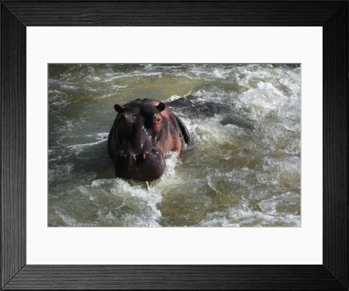 Framed Print : The Hippopotamus, Kruger National Park, South Africa