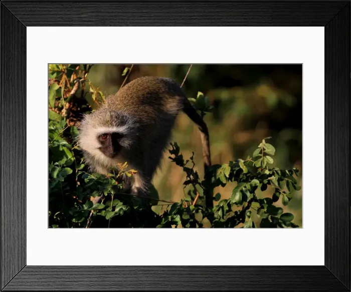 Framed Print : The Vervet Monkey, Kruger National Park, South Africa