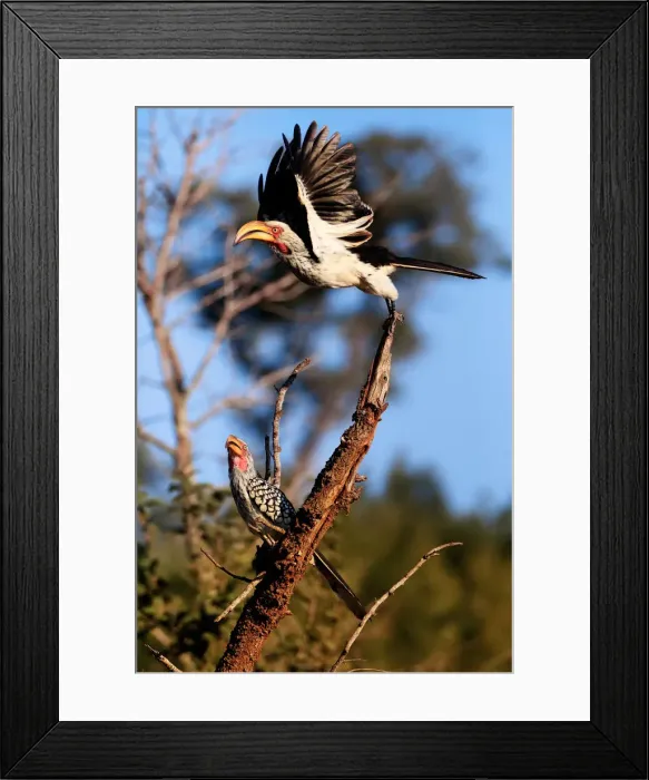 Framed Print : Southern Yellow-Billed Hornbills (The Banana Birds), Kruger National Park, South Africa Framed Print : Southern Yellow-Billed Hornbills (The Banana Birds), Kruger National Park, South Africa