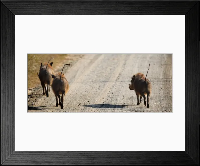 Framed Print : The Little Southern Warthogs, Kruger National Park, South Africa Framed Print : The Little Southern Warthogs, Kruger National Park, South Africa
