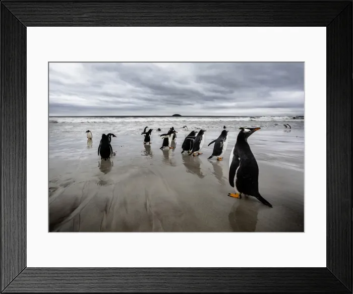 Framed Print : Gentoo Penguins, Falkland Islands (Islas Malvinas), British Overseas Territory
