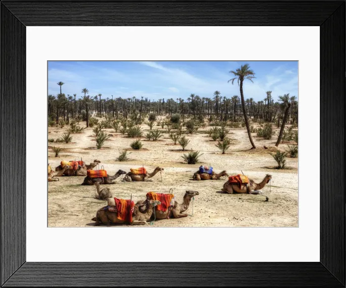 Framed Print : The Resting Camels in Marrakesh, Morocco, Africa Framed Print : The Resting Camels in Marrakesh, Morocco, Africa