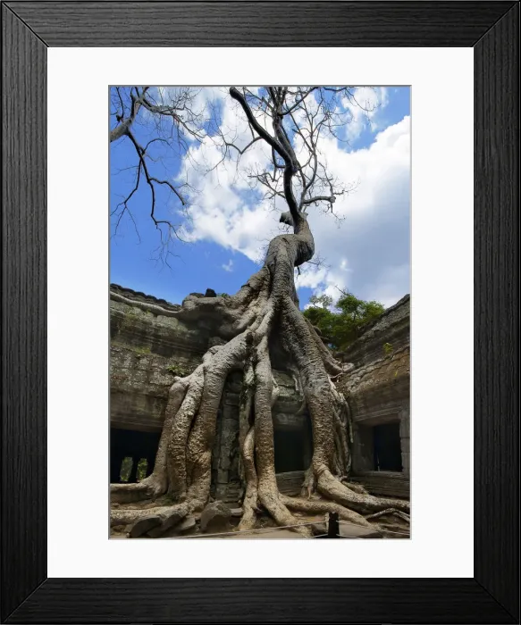 Framed Print : Ta Prohm (Rajavihara) Temple, Angkor, Siem Reap, Cambodia Framed Print : Ta Prohm (Rajavihara) Temple, Angkor, Siem Reap, Cambodia