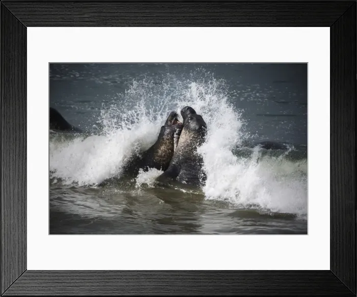 Framed Print : Elephant Seals at Piedras Blancas, San Simeon, California, United States Framed Print : Elephant Seals at Piedras Blancas, San Simeon, California, United States