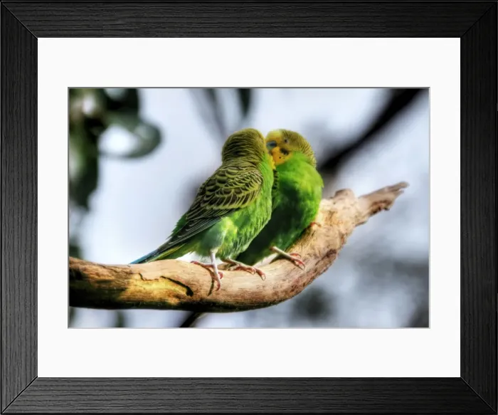 Framed Print : Loving Budgerigars