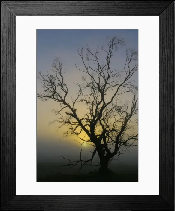 Framed Print : Australian Sunrise Misty Tree Silhouette