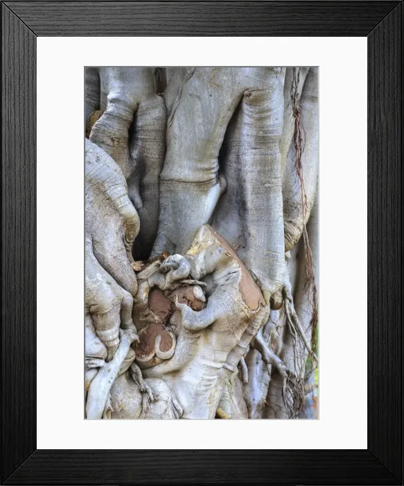 Framed Print : Tree, Sydney Framed Print : Tree, Sydney