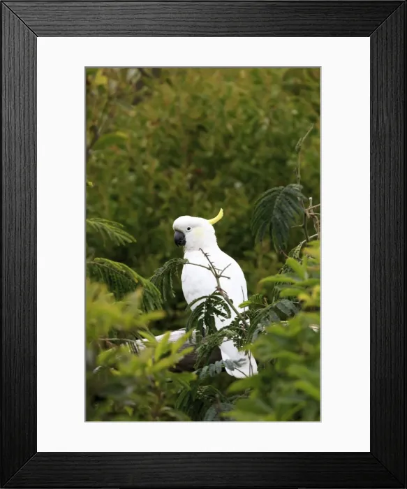 Framed Print : A parrot along the great ocean road, Australia Framed Print : A parrot along the great ocean road, Australia