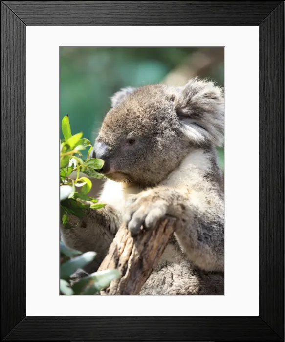 Framed Print : Koala, Australia Framed Print : Koala, Australia
