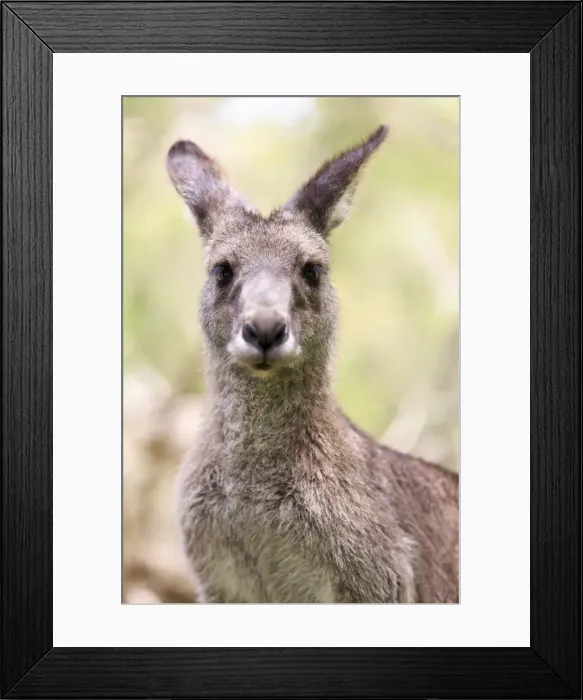 Framed Print : Kangaroo, Australia