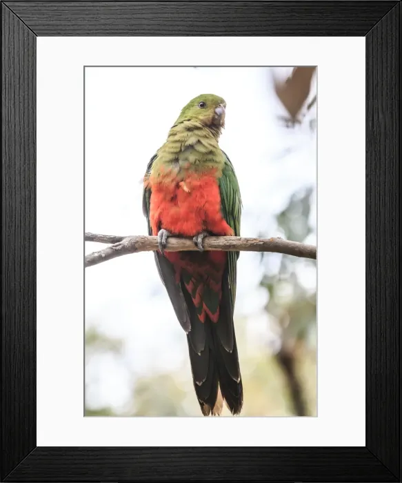 Framed Print : A parrot along the great ocean road, Australia Framed Print : A parrot along the great ocean road, Australia