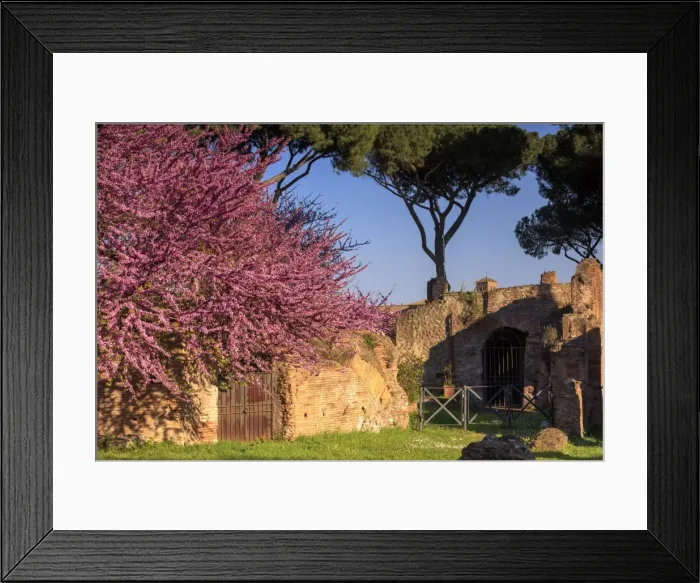 Framed Print : Rome, Palatine hill