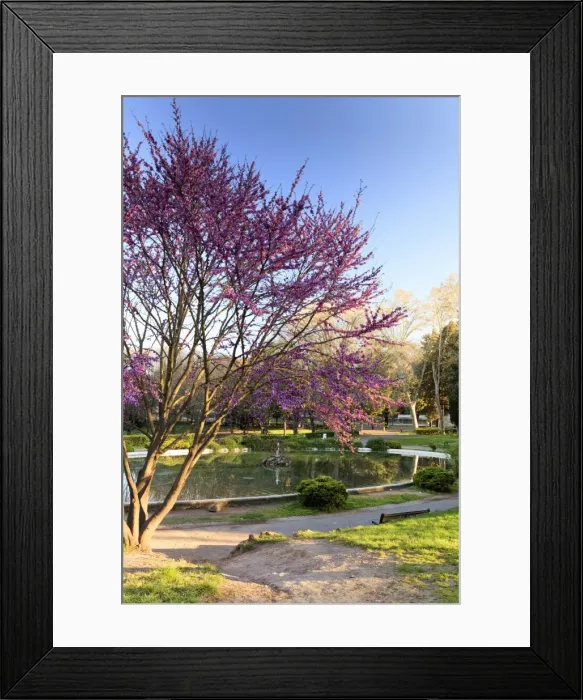 Framed Print : Rome, Villa Borghese