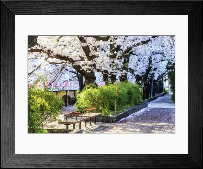 Framed Print : Cherry blossom in Tokyo