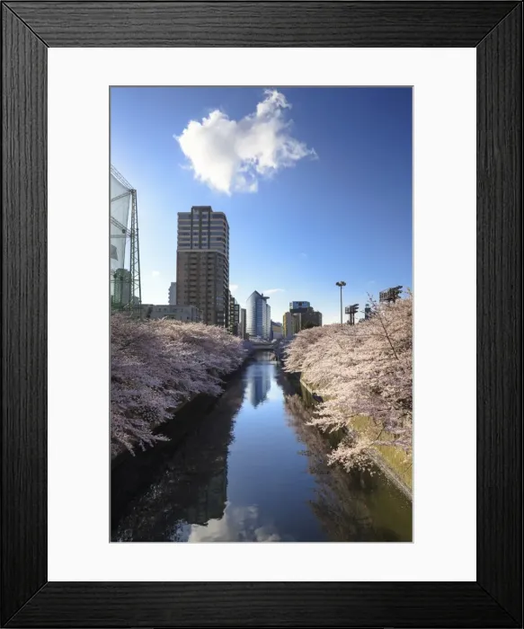 Framed Print : Cherry blossom in Tokyo