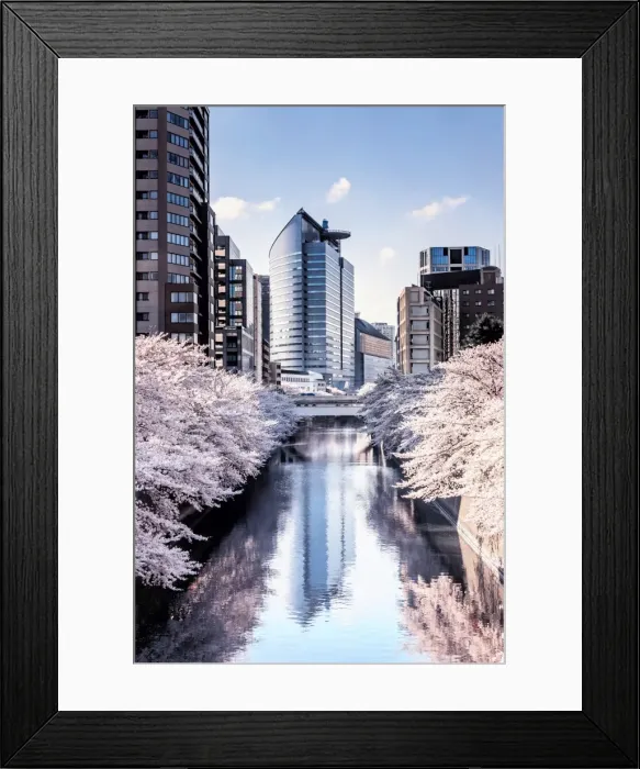 Framed Print : Cherry blossom in Tokyo
