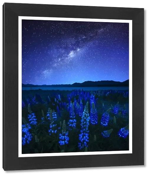 Starry night and Lupines at Lake Tekapo, New Zealand